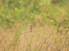 Aves