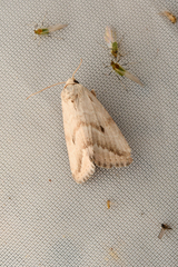 Phyllophila obliterata