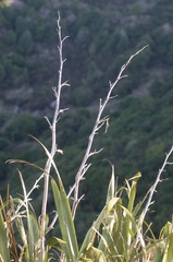 Ichneutica steropastis