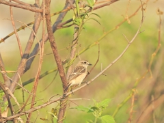 Saxicola