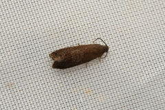 Grapholita funebrana