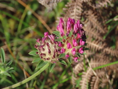 Anthyllis vulneraria iberica