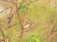 Saxicola