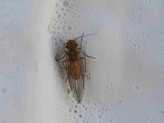 Lachesilla