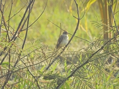 Prinia inornata