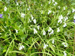 Allium triquetrum