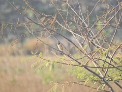 Saxicola