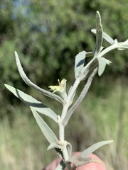 Stachys burchelliana
