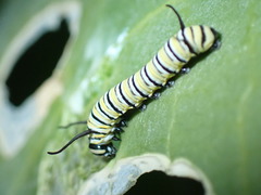 Danaus plexippus megalippe