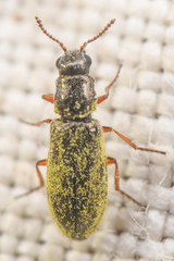 Eschatocrepis constrictus