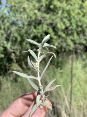 Stachys burchelliana