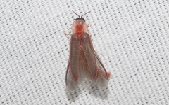 Microphotus angustus