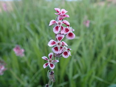 Silene gallica
