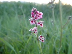 Silene gallica