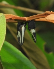 Membracis foliatafasciata