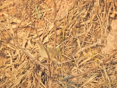 Passeriformes