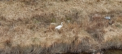 Ardea alba