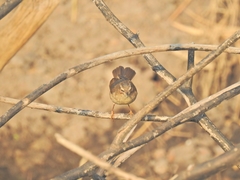 Passeriformes