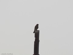 Falco tinnunculus dacotiae