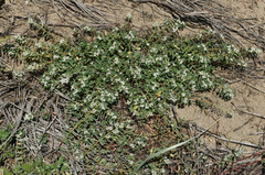 Euphorbia bifida