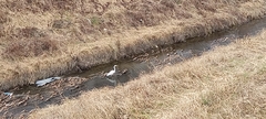 Ardea alba