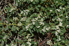 Euphorbia bifida
