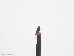 Falco tinnunculus dacotiae