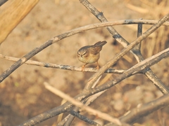 Passeriformes