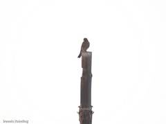 Falco tinnunculus dacotiae