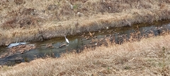 Ardea alba