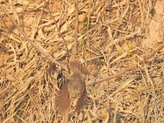 Passeriformes