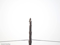 Falco tinnunculus dacotiae