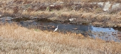 Ardea alba