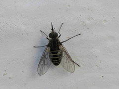 Parageron gratus