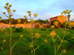 Ferula communis