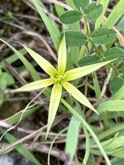 Gagea commutata