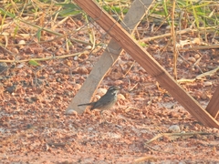 Luscinia svecica