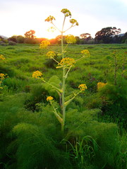 Ferula communis