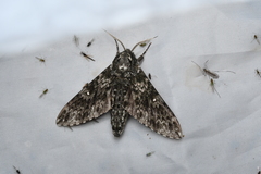 Dolbina tancrei