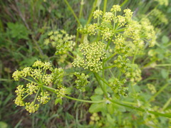 Smyrnium olusatrum