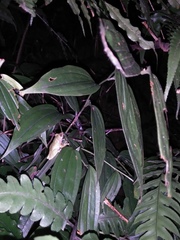 Kurixalus berylliniris