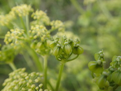 Smyrnium olusatrum