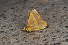Hyperythra