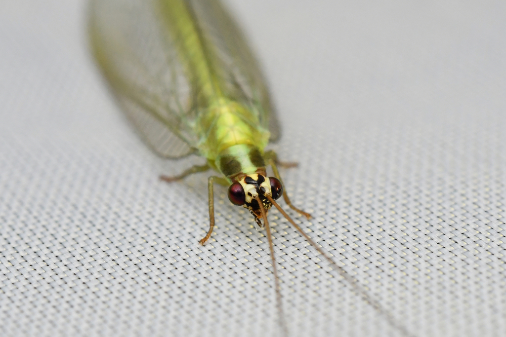 Chrysoperla savioi