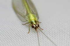 Chrysoperla furcifera