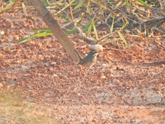 Luscinia svecica
