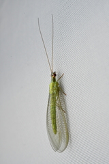 Chrysoperla furcifera