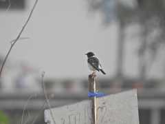 Saxicola