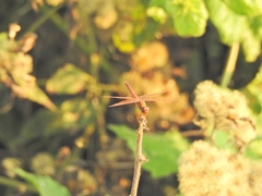 Brachythemis contaminata