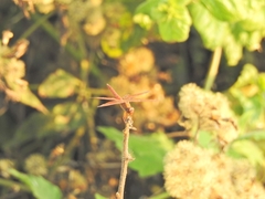 Brachythemis contaminata